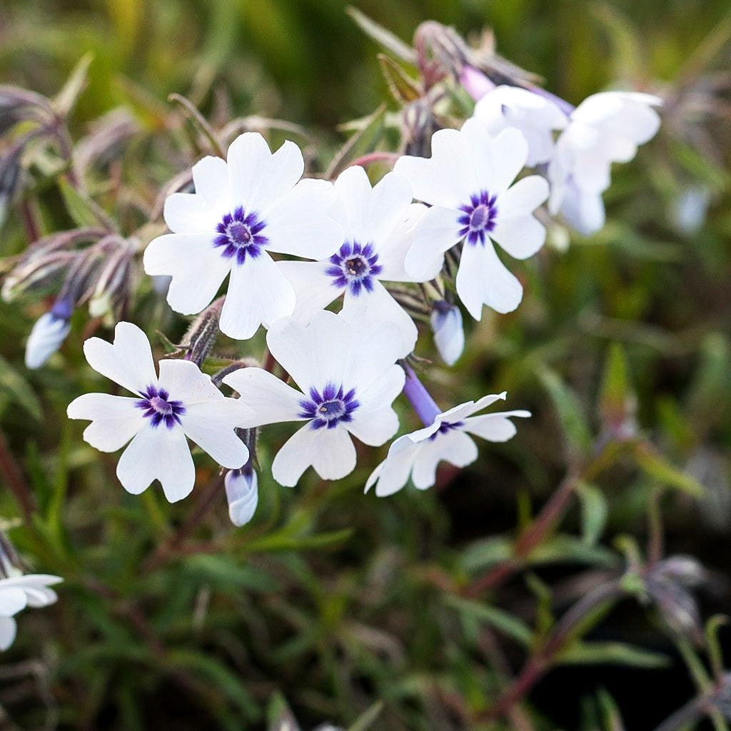 Polster-Flammenblume 'Bavaria' (Phlox subulata)