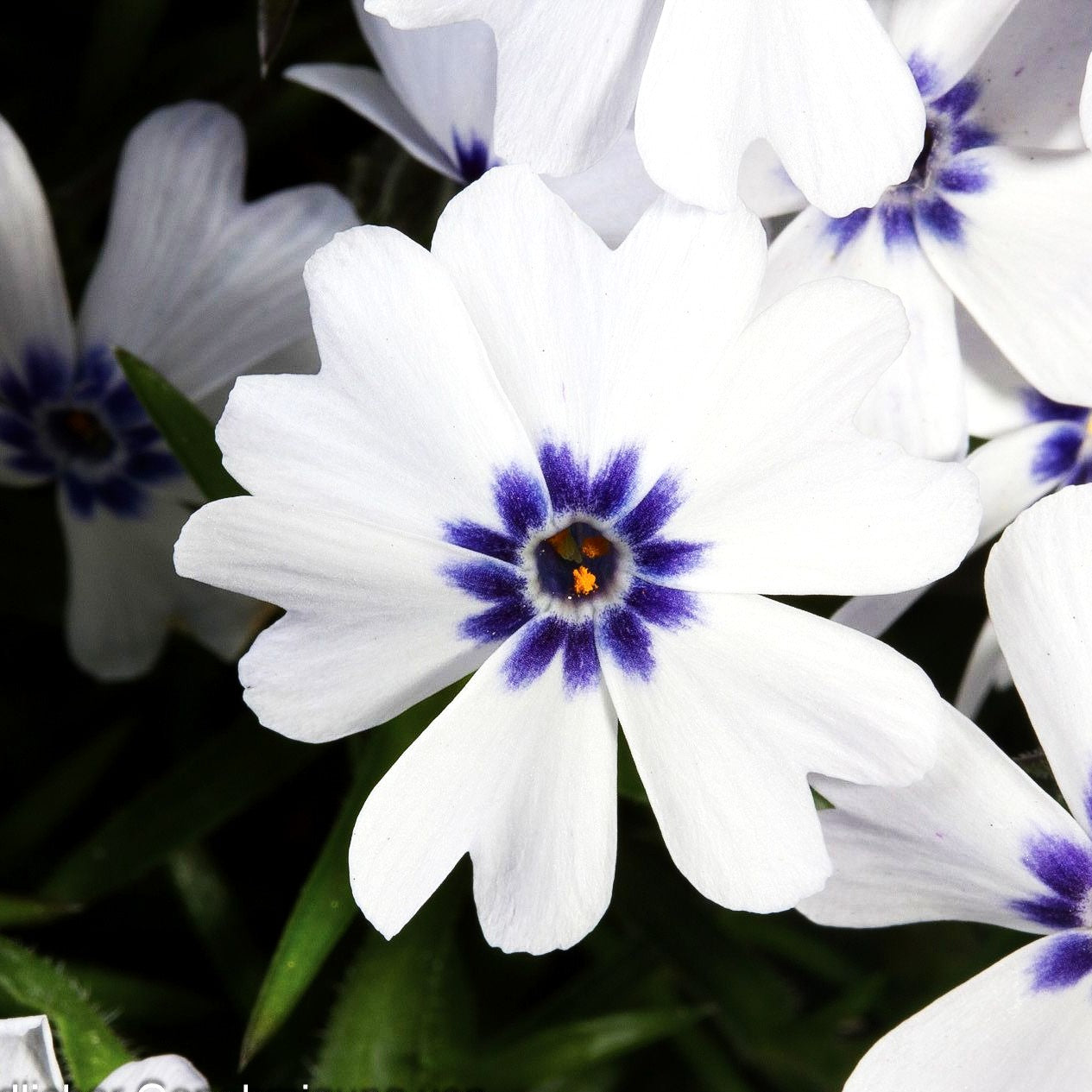 Polster-Flammenblume 'Bavaria' (Phlox subulata)