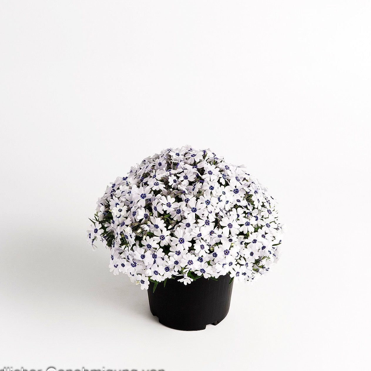 Polster-Flammenblume 'Bavaria' (Phlox subulata)