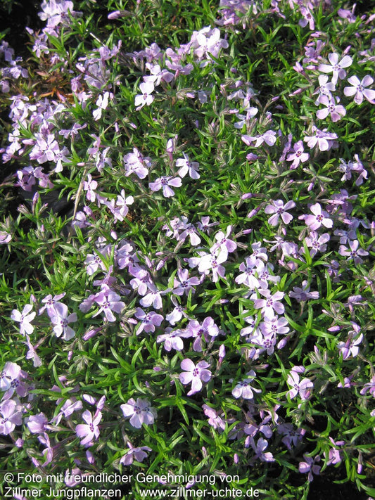 Polster-Flammenblume 'Benita' (Phlox subulata)