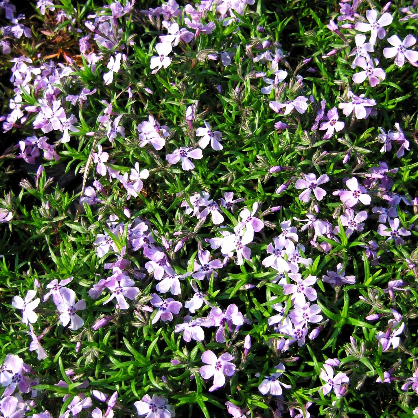 Polster-Flammenblume 'Benita' (Phlox subulata)