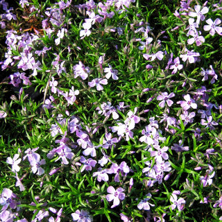 Polster-Flammenblume 'Benita' (Phlox subulata)