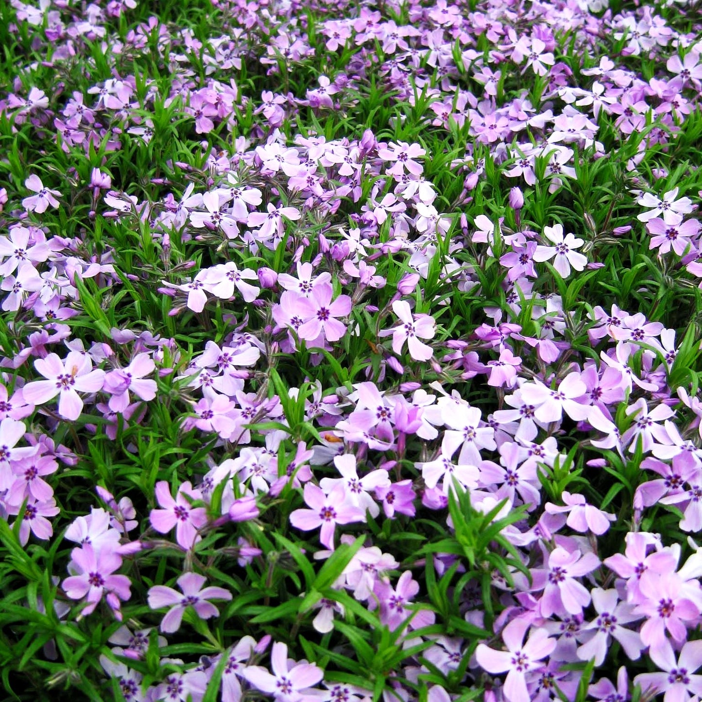 Polster-Flammenblume 'Benita' (Phlox subulata)