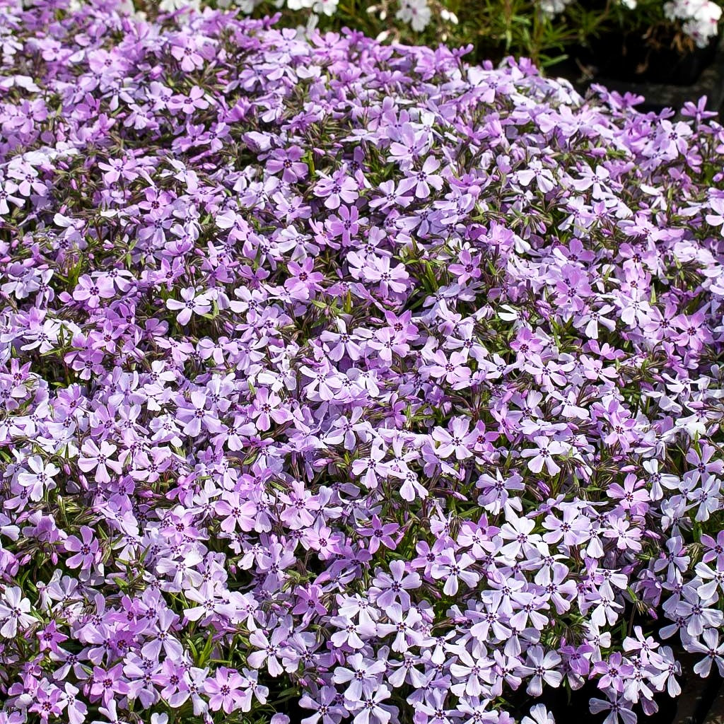 Polster-Flammenblume 'Benita' (Phlox subulata)