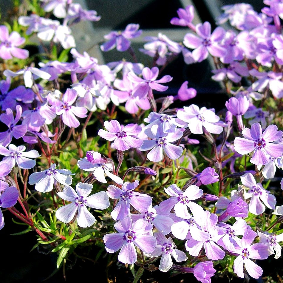 Polster-Flammenblume 'Benita' (Phlox subulata)