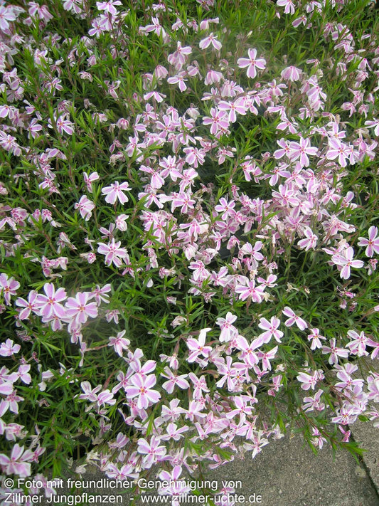 Polster-Flammenblume 'Candy Stripes' (Phlox subulata)