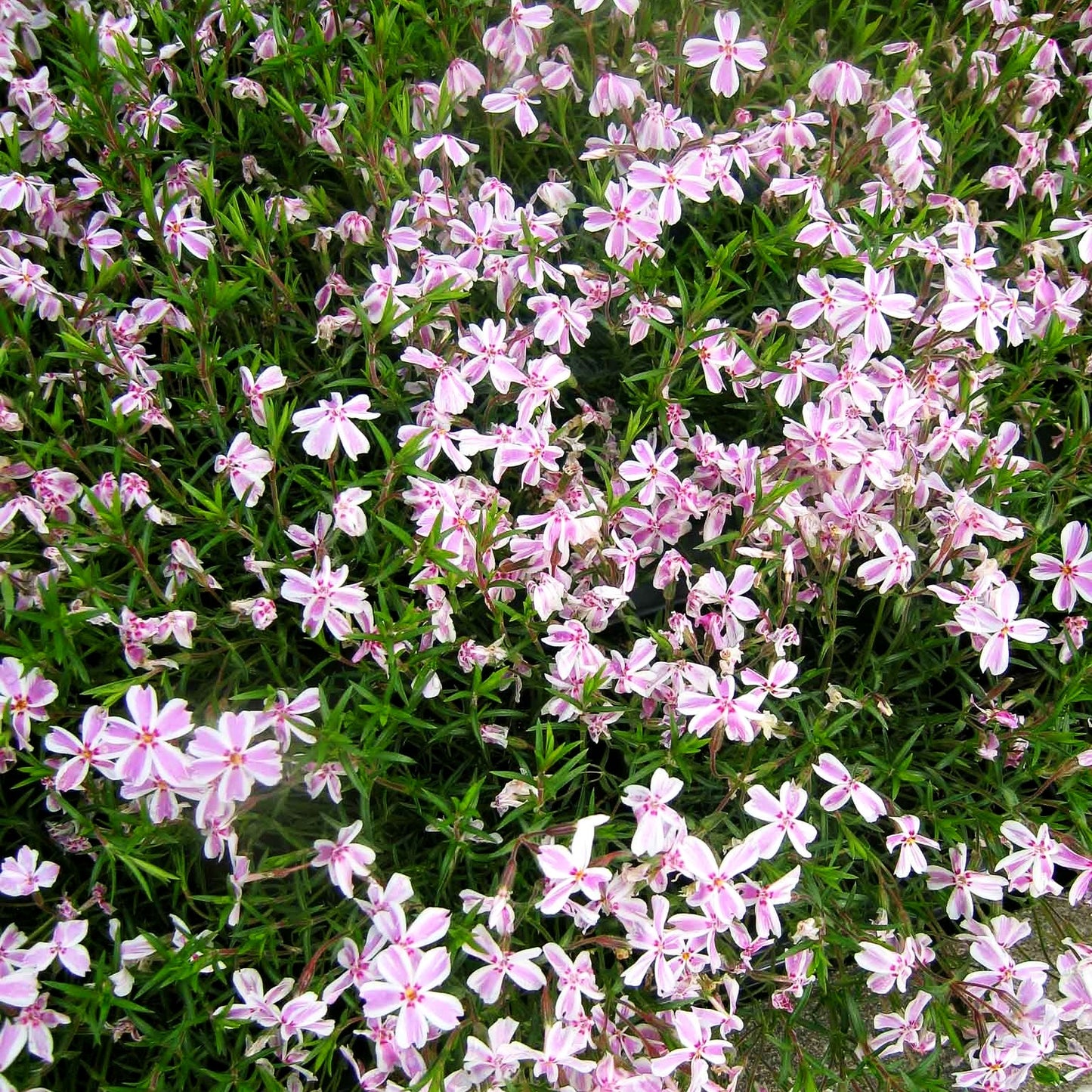 Polster-Flammenblume 'Candy Stripes' (Phlox subulata)