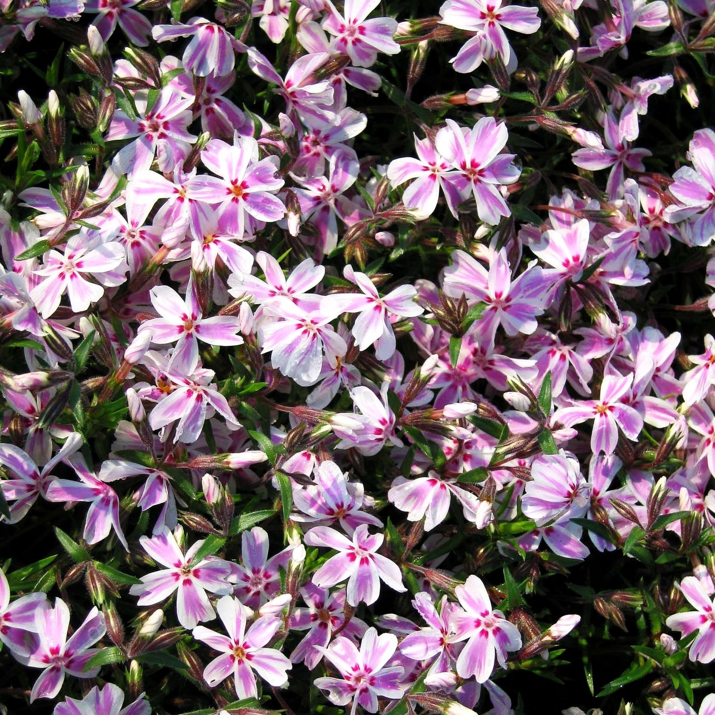 Polster-Flammenblume 'Candy Stripes' (Phlox subulata)