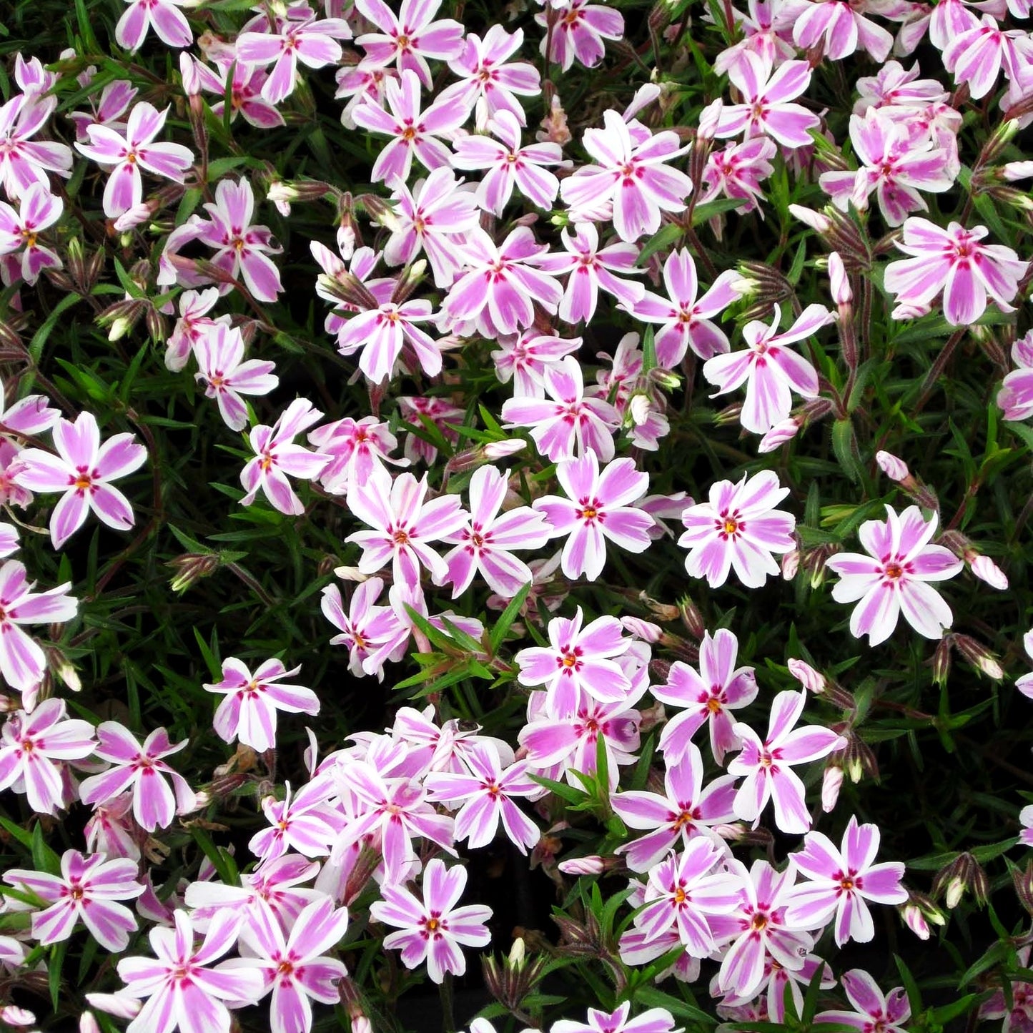 Polster-Flammenblume 'Candy Stripes' (Phlox subulata)