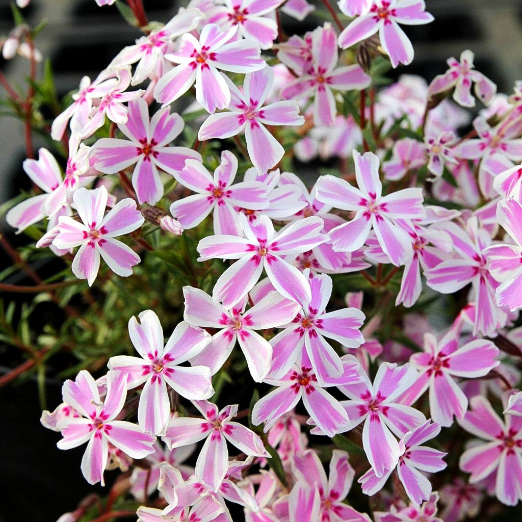Polster-Flammenblume 'Candy Stripes' (Phlox subulata)