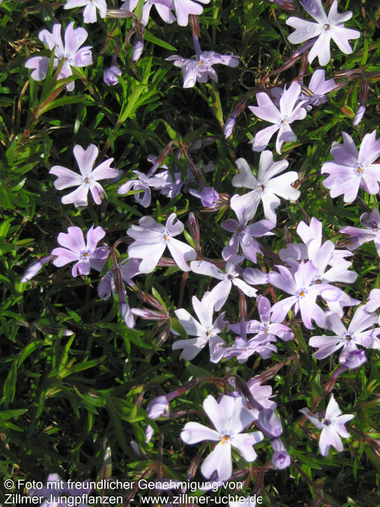 Polster-Flammenblume 'Emerald Cushion Blue' (Phlox subulata)