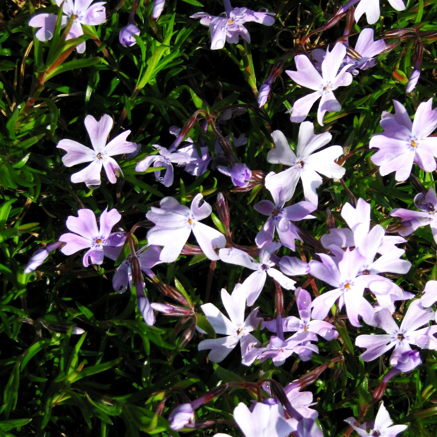 Polster-Flammenblume 'Emerald Cushion Blue' (Phlox subulata)