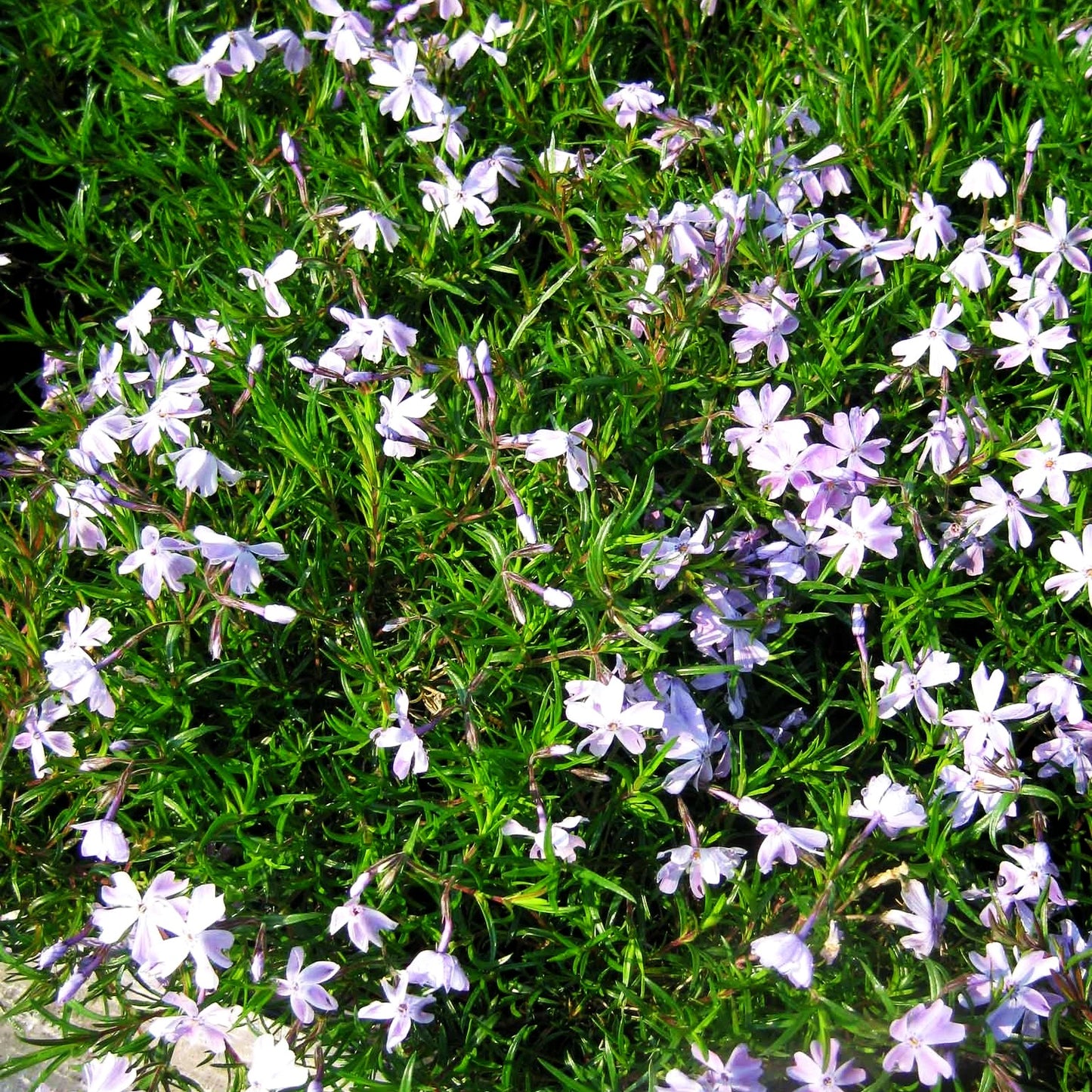 Polster-Flammenblume 'Emerald Cushion Blue' (Phlox subulata)