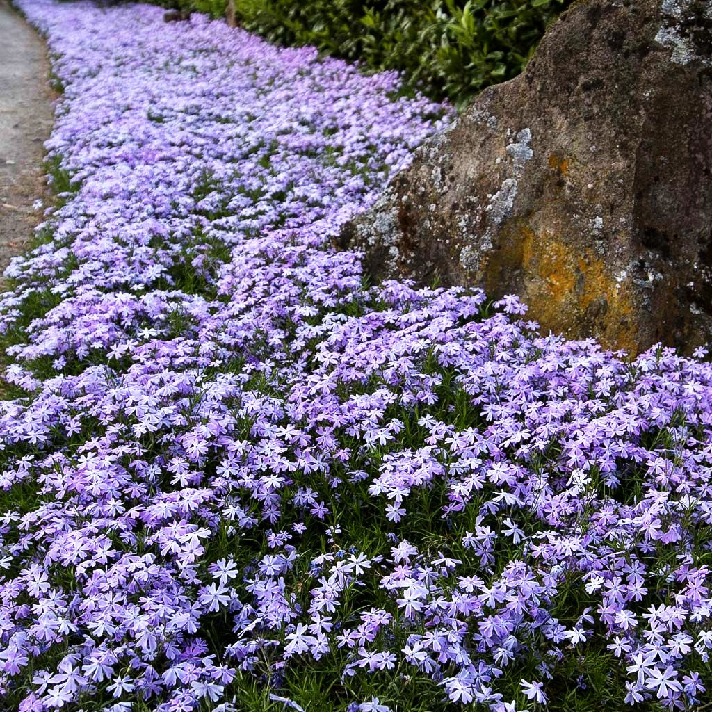 Polster-Flammenblume 'Emerald Cushion Blue' (Phlox subulata)