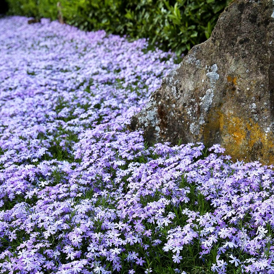 Polster-Flammenblume 'Emerald Cushion Blue' (Phlox subulata)