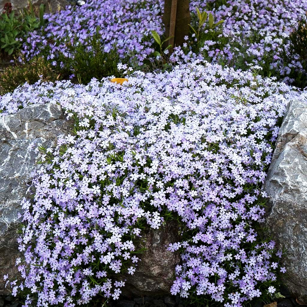 Polster-Flammenblume 'Emerald Cushion Blue' (Phlox subulata)
