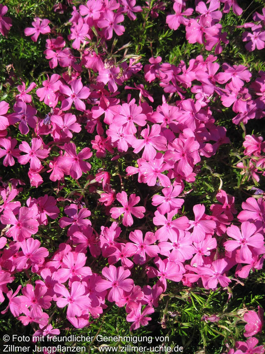 Polster-Flammenblume 'MacDaniels Cushion' (Phlox subulata)