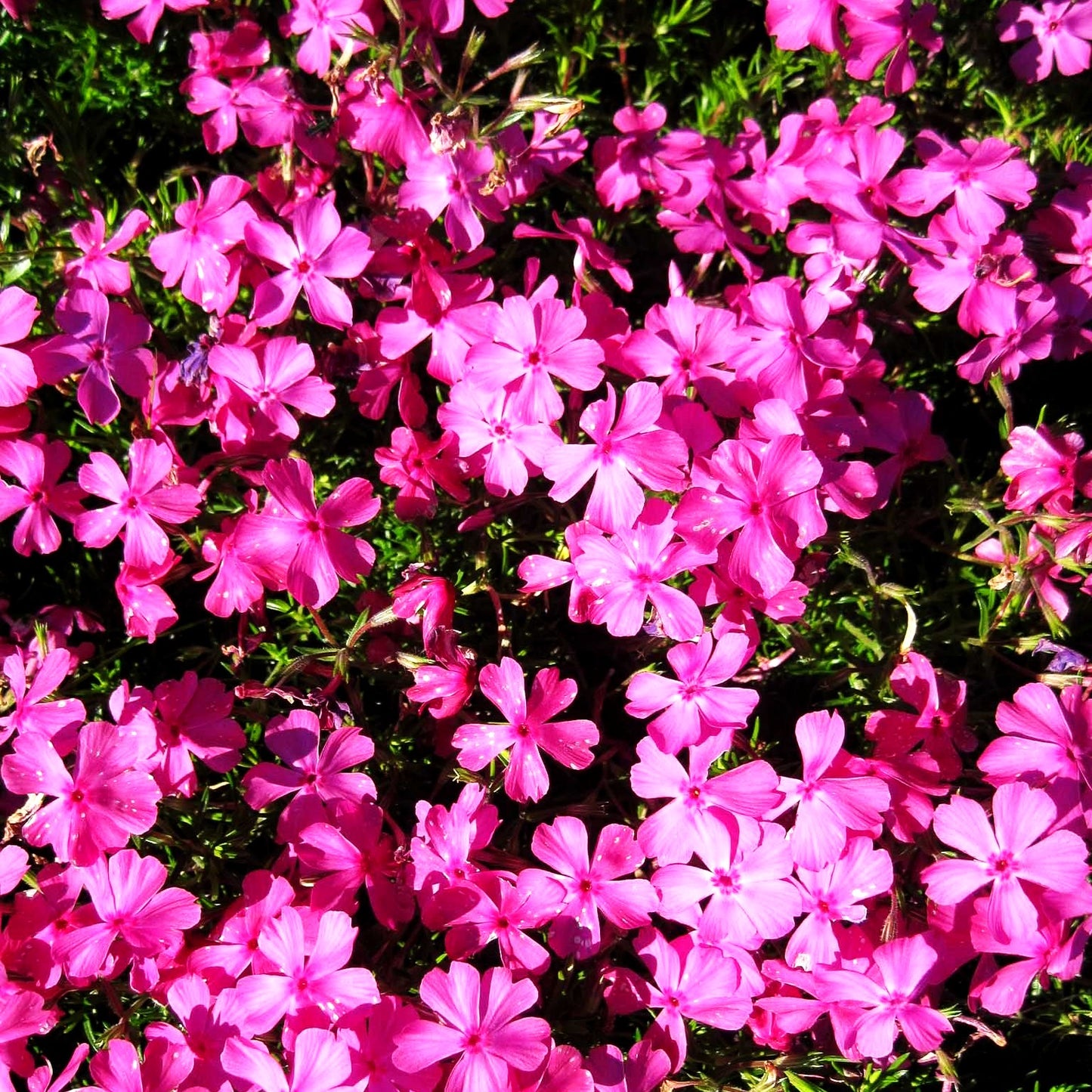 Polster-Flammenblume 'MacDaniels Cushion' (Phlox subulata)