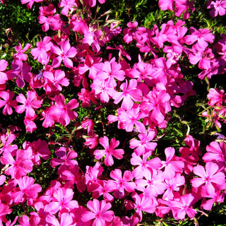 Polster-Flammenblume 'MacDaniels Cushion' (Phlox subulata)