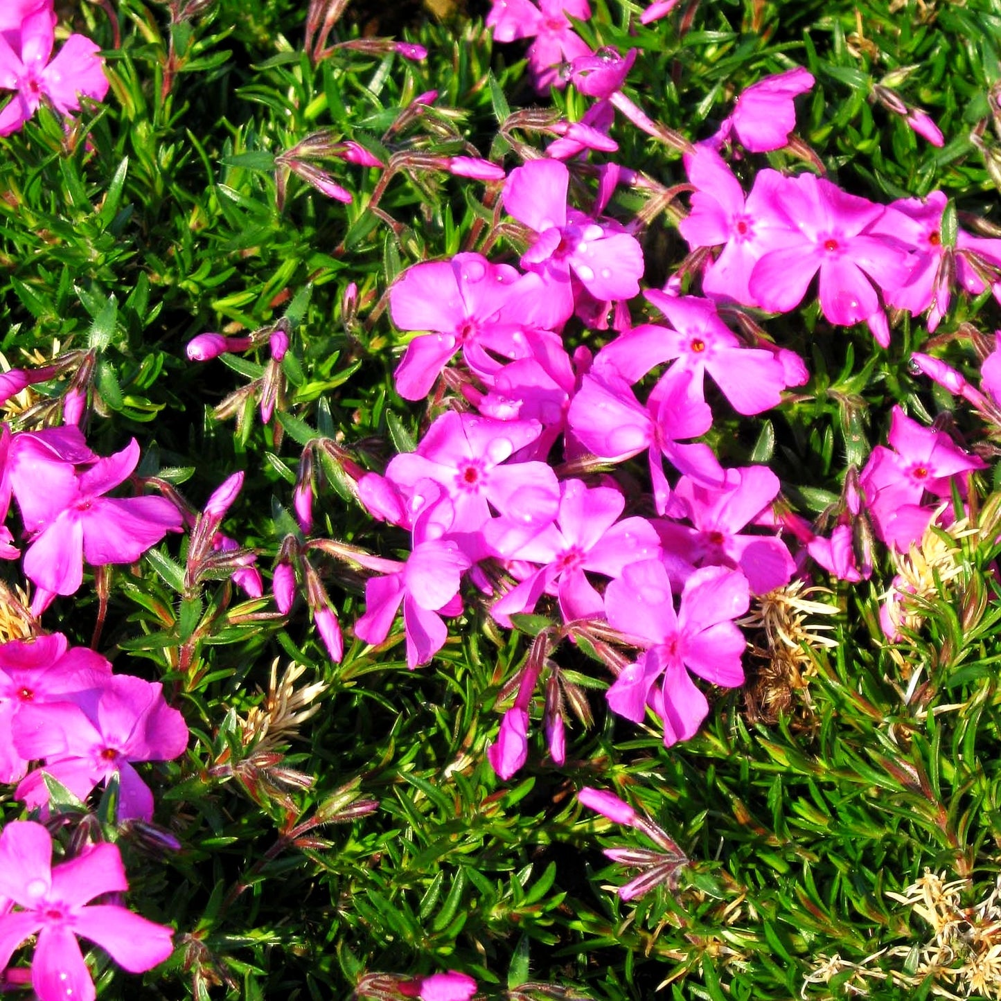 Polster-Flammenblume 'MacDaniels Cushion' (Phlox subulata)