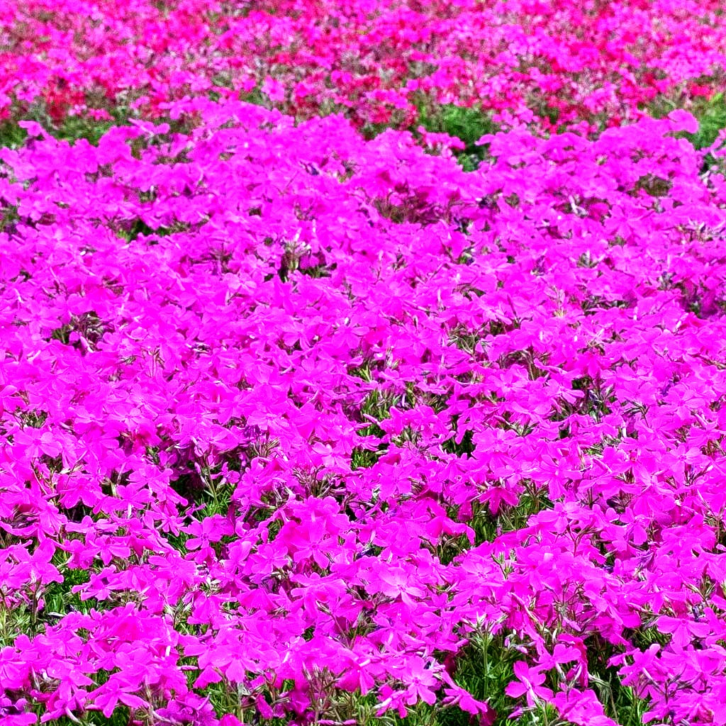 Polster-Flammenblume 'MacDaniels Cushion' (Phlox subulata)