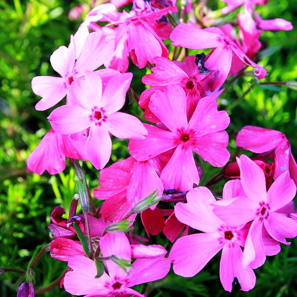 Polster-Flammenblume 'MacDaniels Cushion' (Phlox subulata)