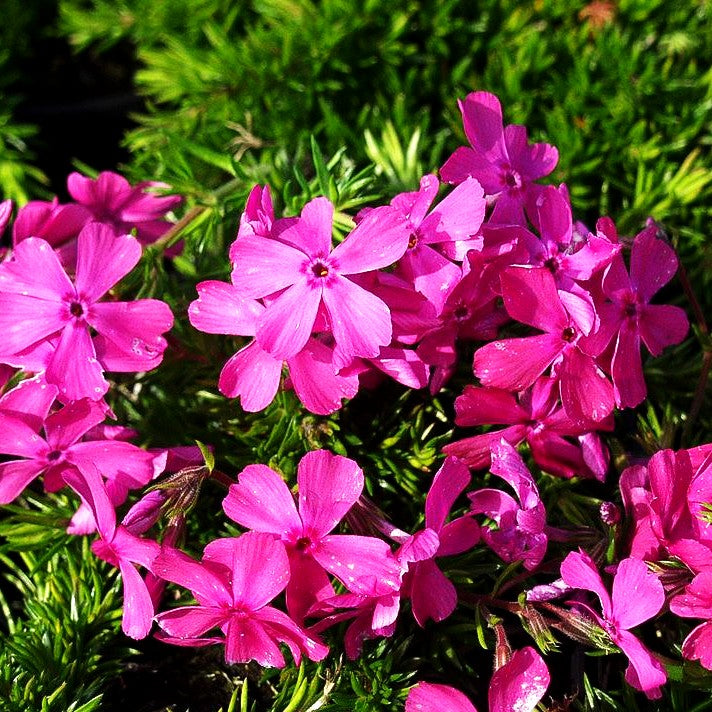 Polster-Flammenblume 'MacDaniels Cushion' (Phlox subulata)