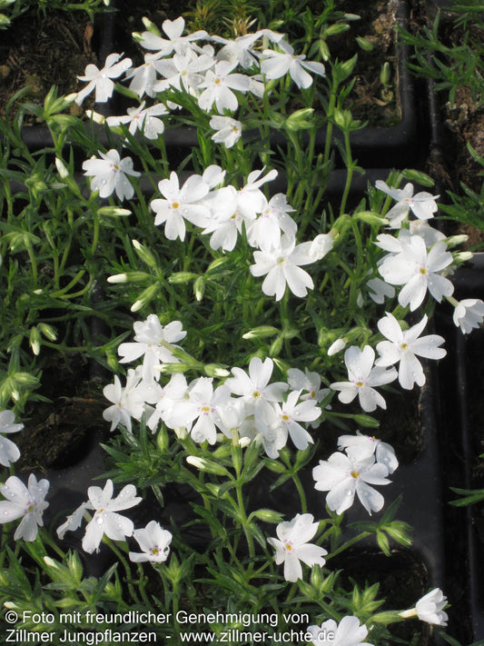 Polster-Flammenblume 'Maischnee' (Phlox subulata)