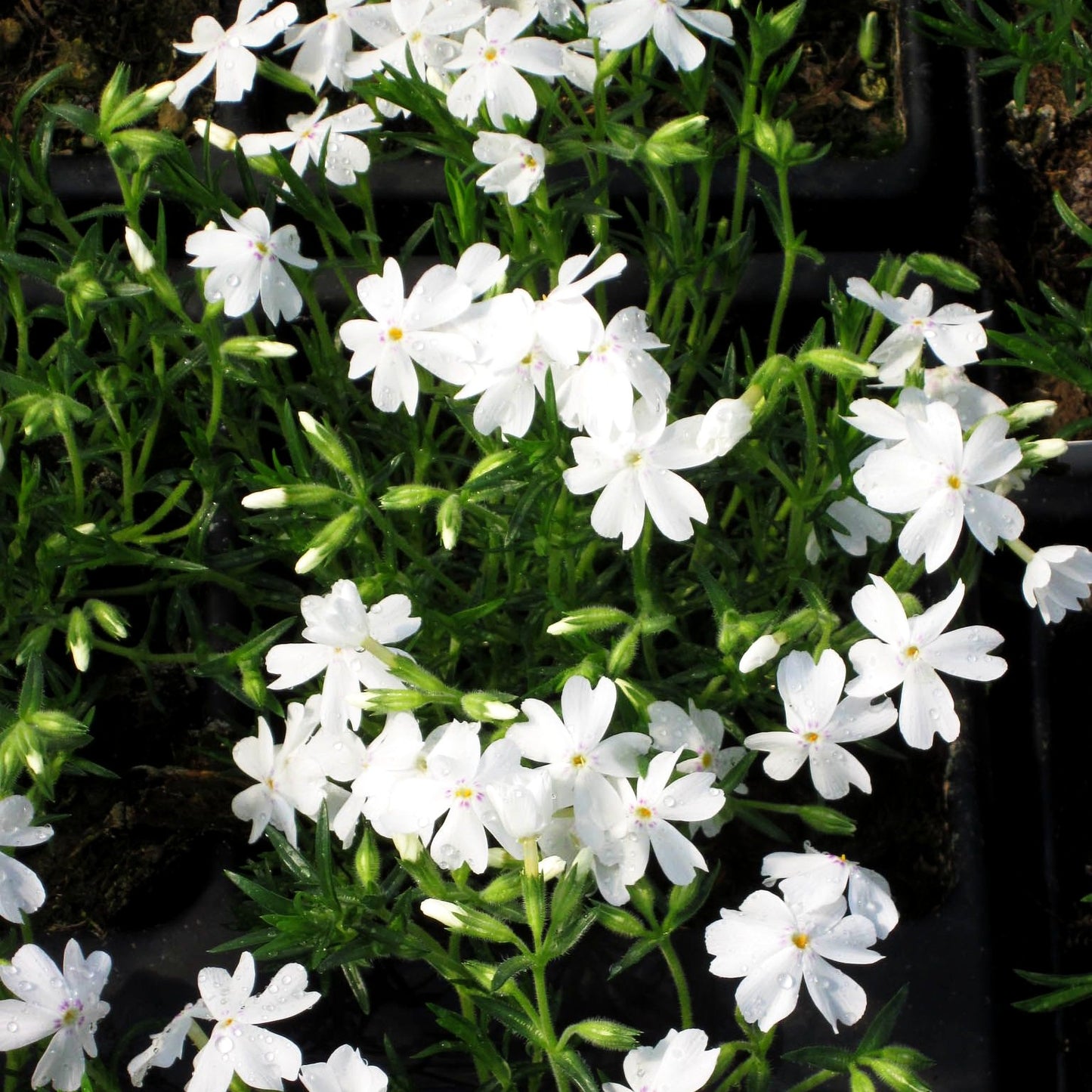 Polster-Flammenblume 'Maischnee' (Phlox subulata)