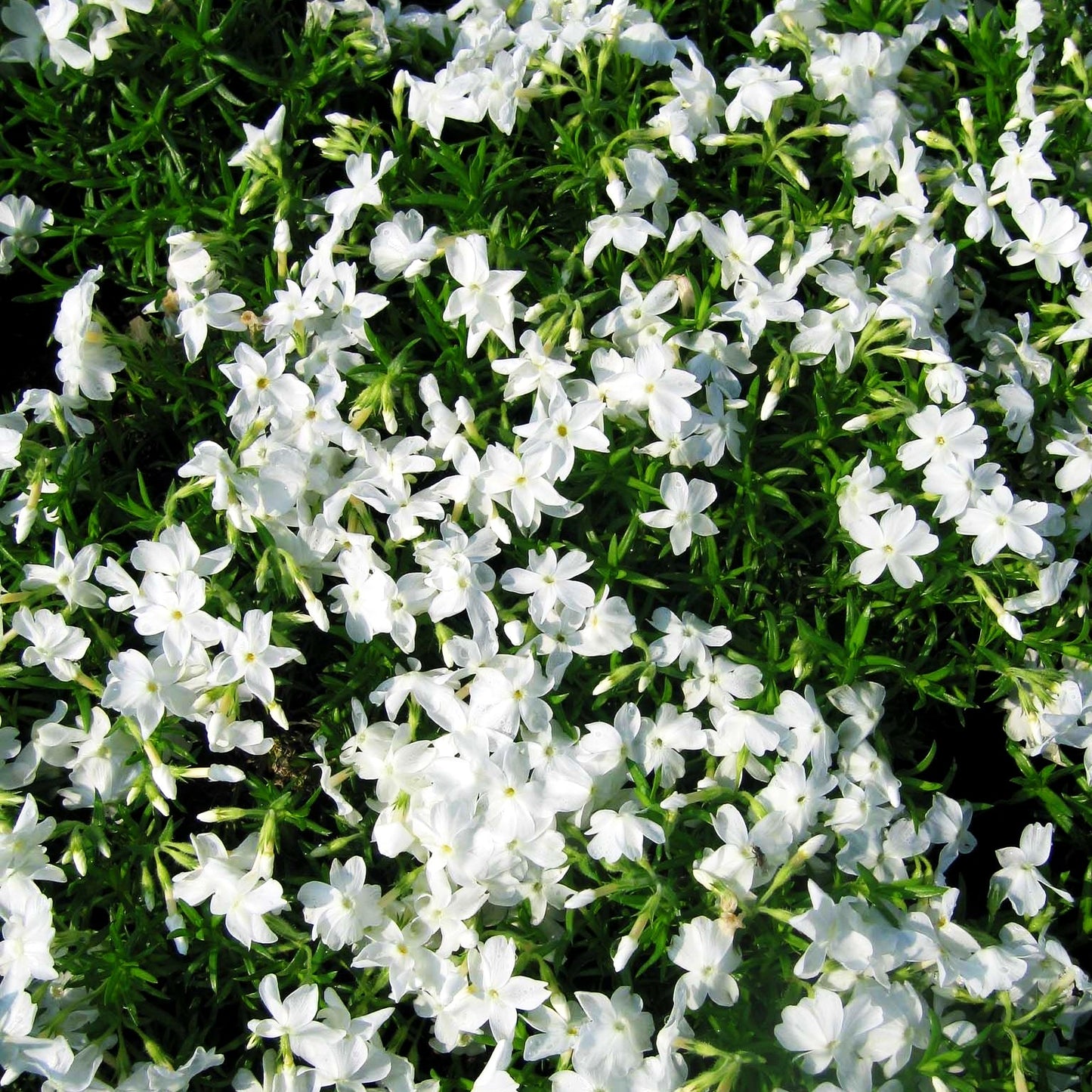 Polster-Flammenblume 'Maischnee' (Phlox subulata)