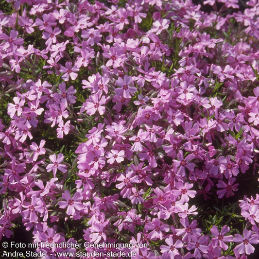 Polster-Flammenblume 'Moerheimii' (Phlox subulata)