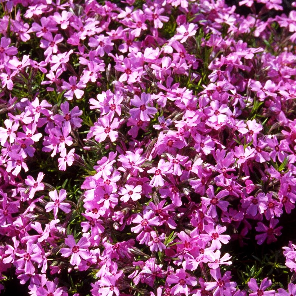 Polster-Flammenblume 'Moerheimii' (Phlox subulata)