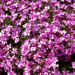 Polster-Flammenblume 'Moerheimii' (Phlox subulata)