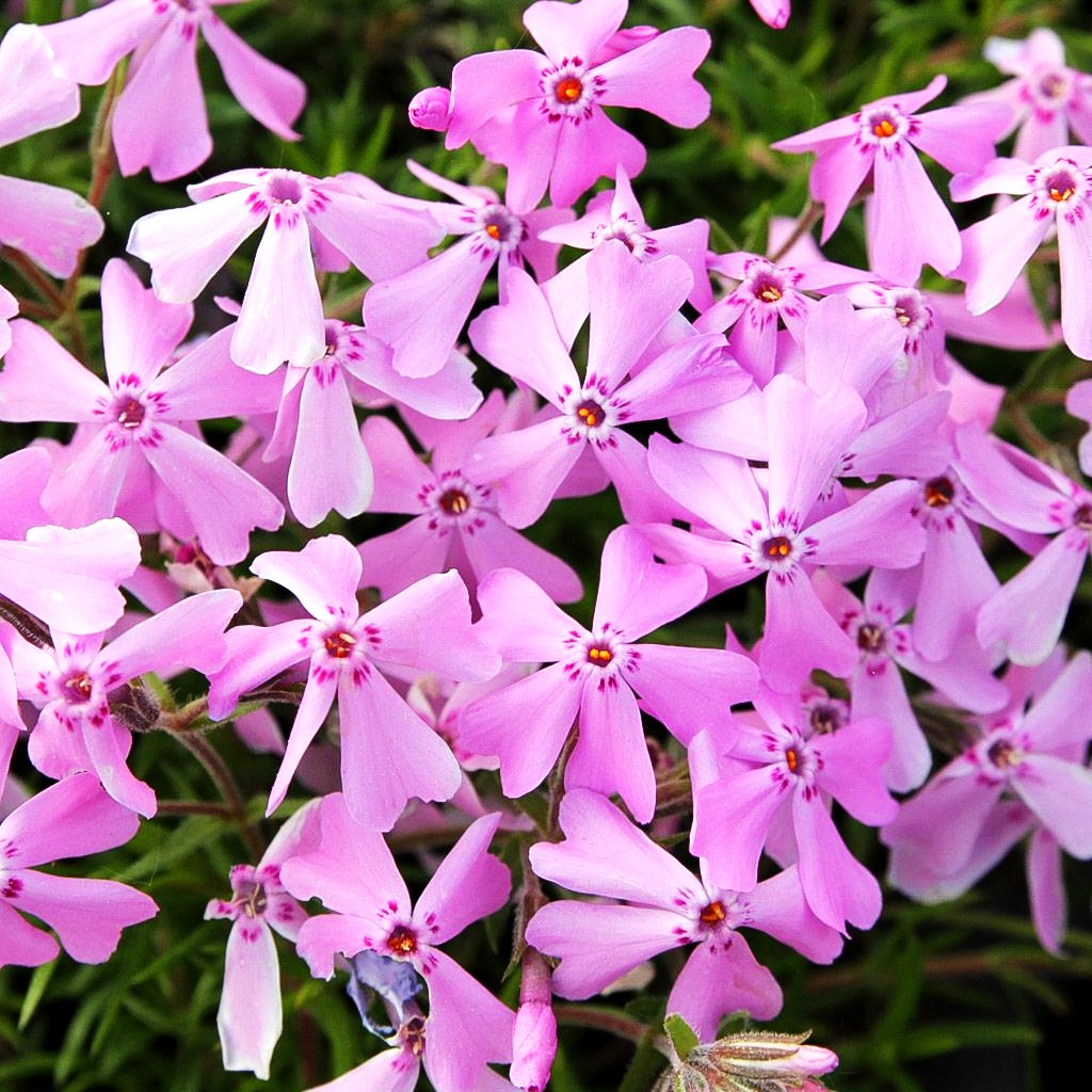 Polster-Flammenblume 'Moerheimii' (Phlox subulata)