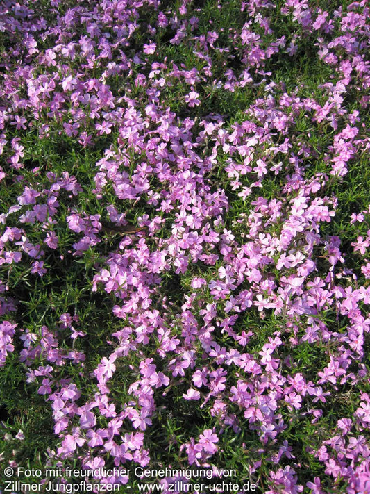Polster-Flammenblume 'Ronsdorfer Schöne' (Phlox subulata)