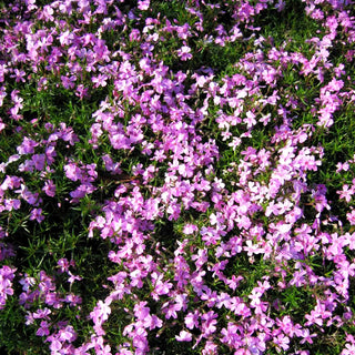 Polster-Flammenblume 'Ronsdorfer Schöne' (Phlox subulata)