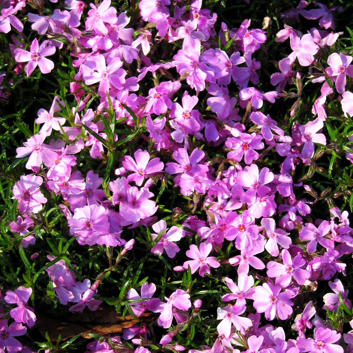 Polster-Flammenblume 'Ronsdorfer Schöne' (Phlox subulata)