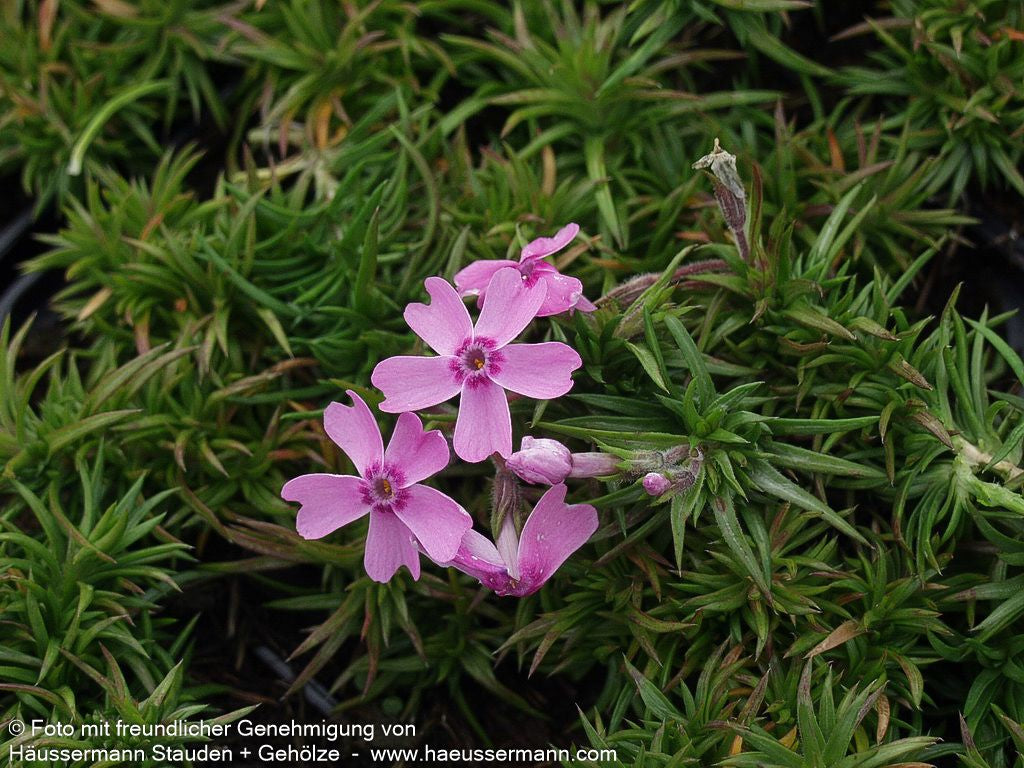 Polster-Flammenblume 'Ronsdorfer Schöne' (Phlox subulata)