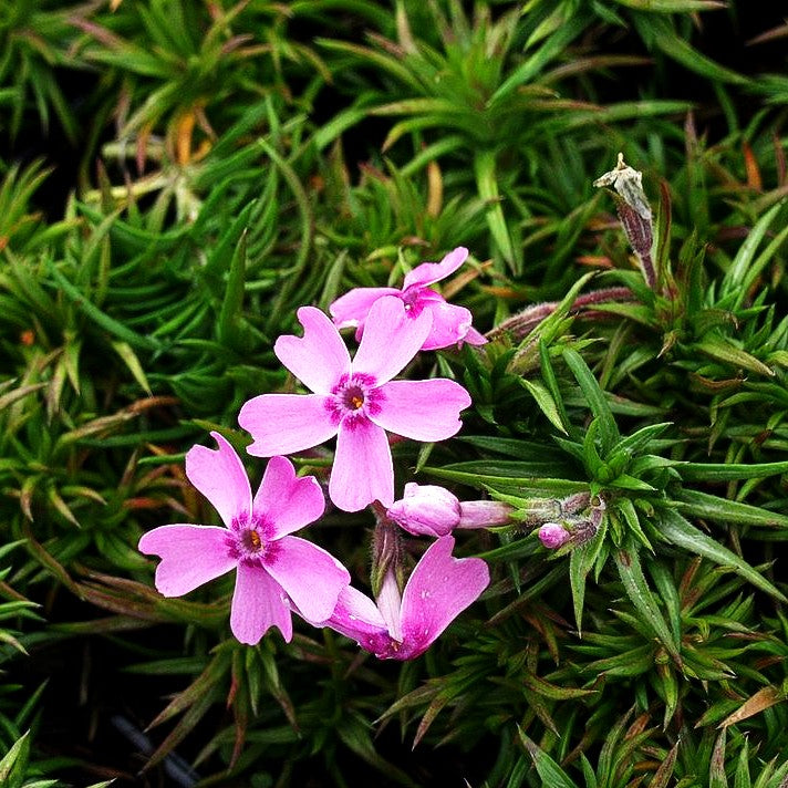 Polster-Flammenblume 'Ronsdorfer Schöne' (Phlox subulata)