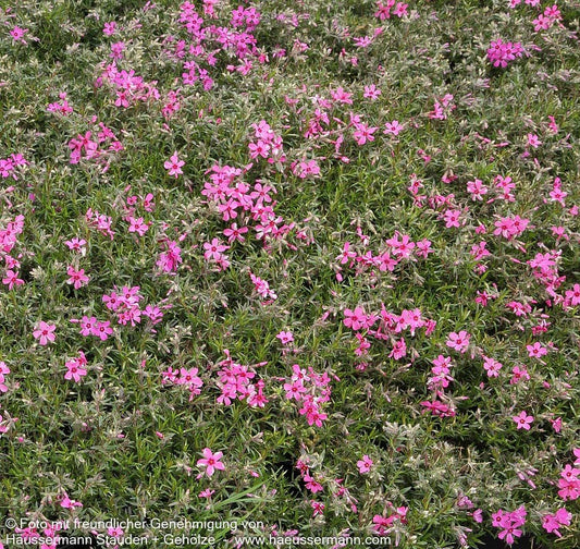 Polster-Flammenblume 'Temiskaming' (Phlox subulata)