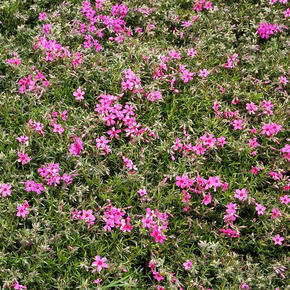 Polster-Flammenblume 'Temiskaming' (Phlox subulata)
