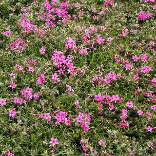 Polster-Flammenblume 'Temiskaming' (Phlox subulata)