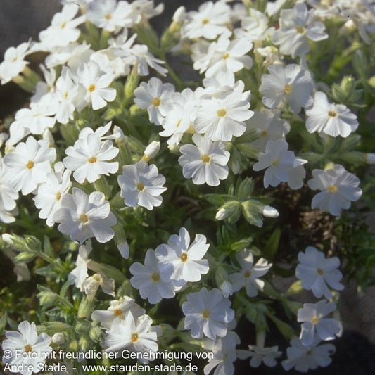 Polster-Flammenblume 'White Delight' (Phlox subulata)