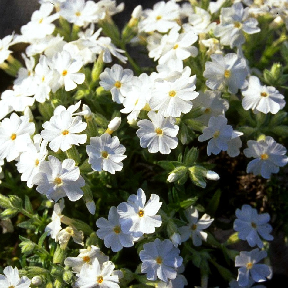 Polster-Flammenblume 'White Delight' (Phlox subulata)