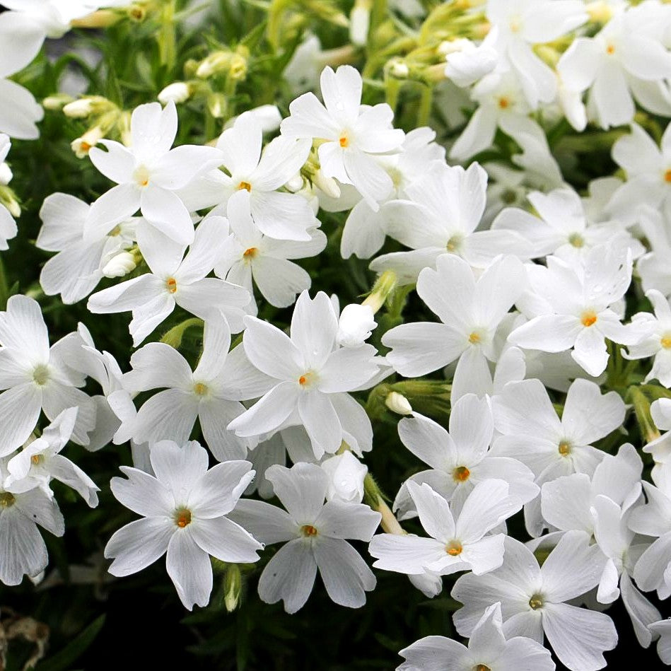 Polster-Flammenblume 'White Delight' (Phlox subulata)