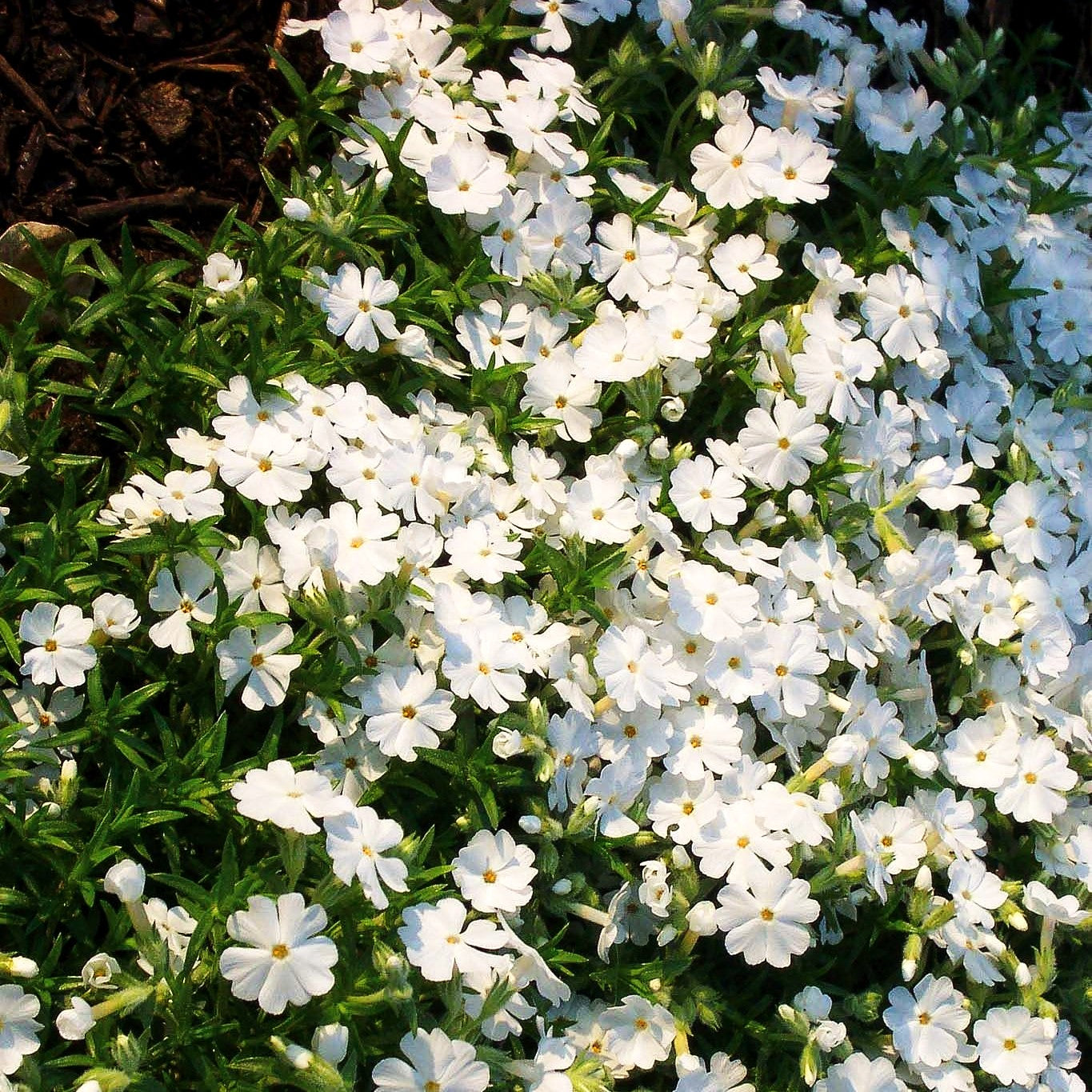 Polster-Flammenblume 'White Delight' (Phlox subulata)
