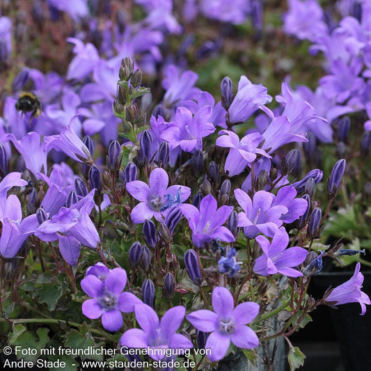 Polster-Glockenblume 'Catharina' (Campanula portenschlagiana)