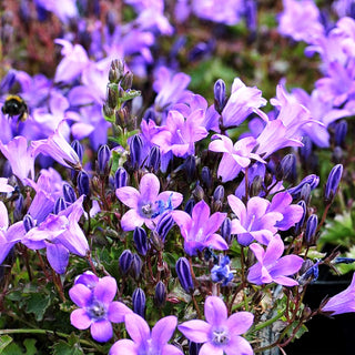 Polster-Glockenblume 'Catharina' (Campanula portenschlagiana)