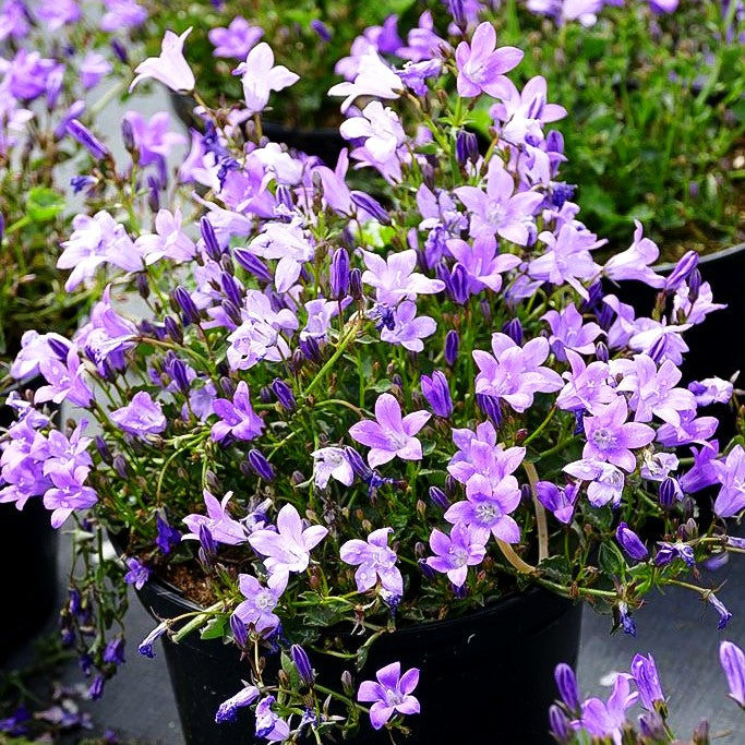 Polster-Glockenblume 'Catharina' (Campanula portenschlagiana)