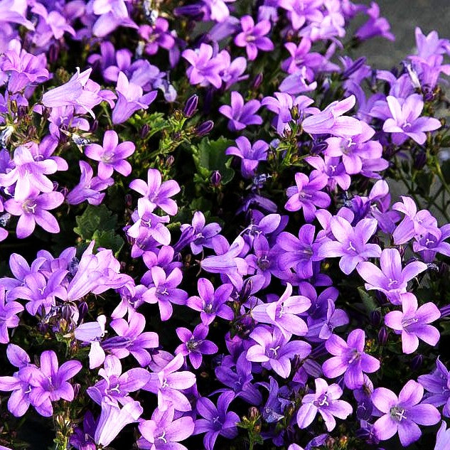 Polster-Glockenblume 'Catharina' (Campanula portenschlagiana)